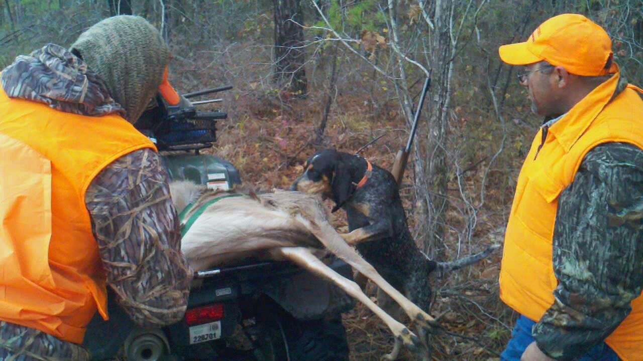 Bluetick coonhound sale hunting